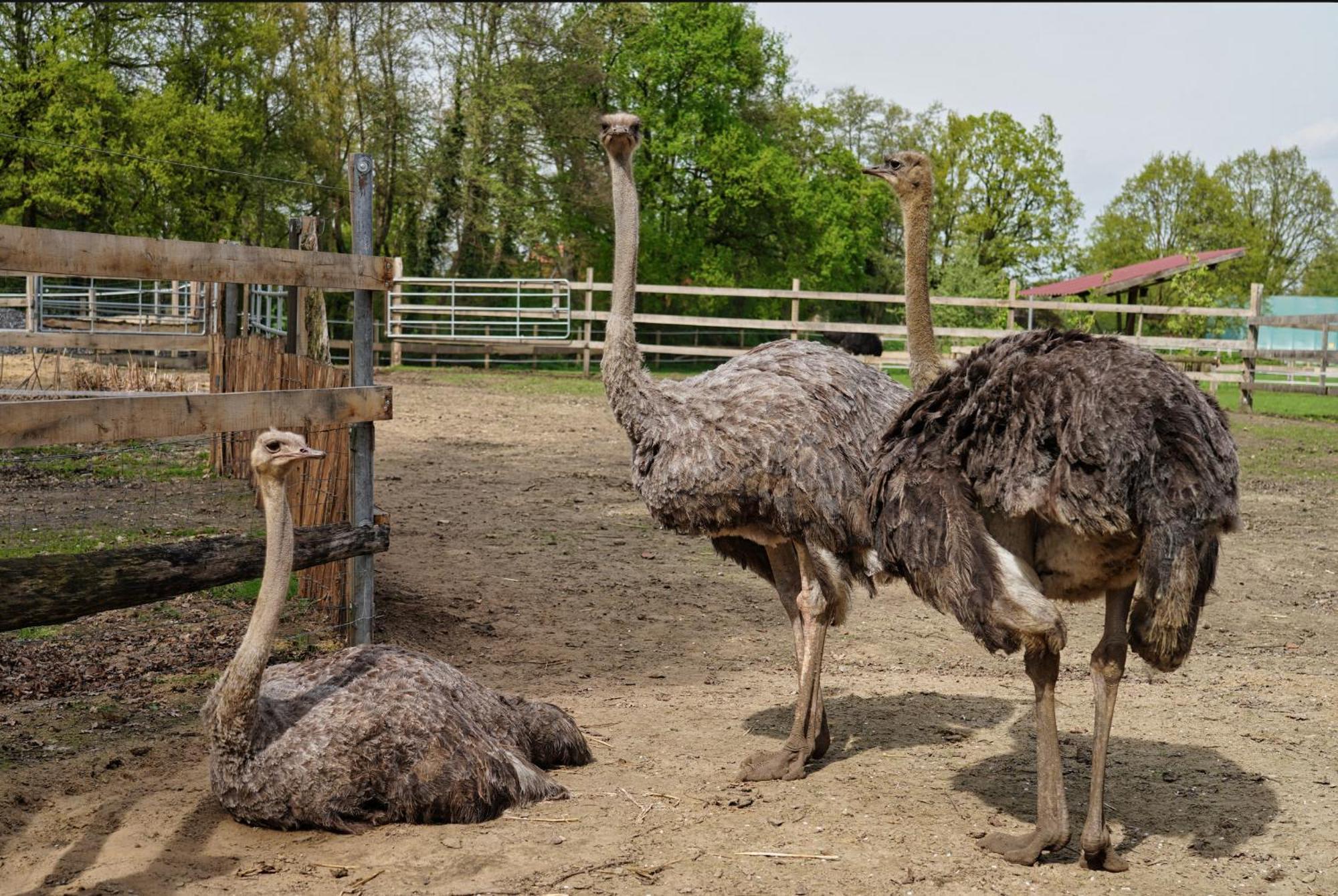 Gaestewohnung Hardinghaus Am Teich Warendorf Zewnętrze zdjęcie
